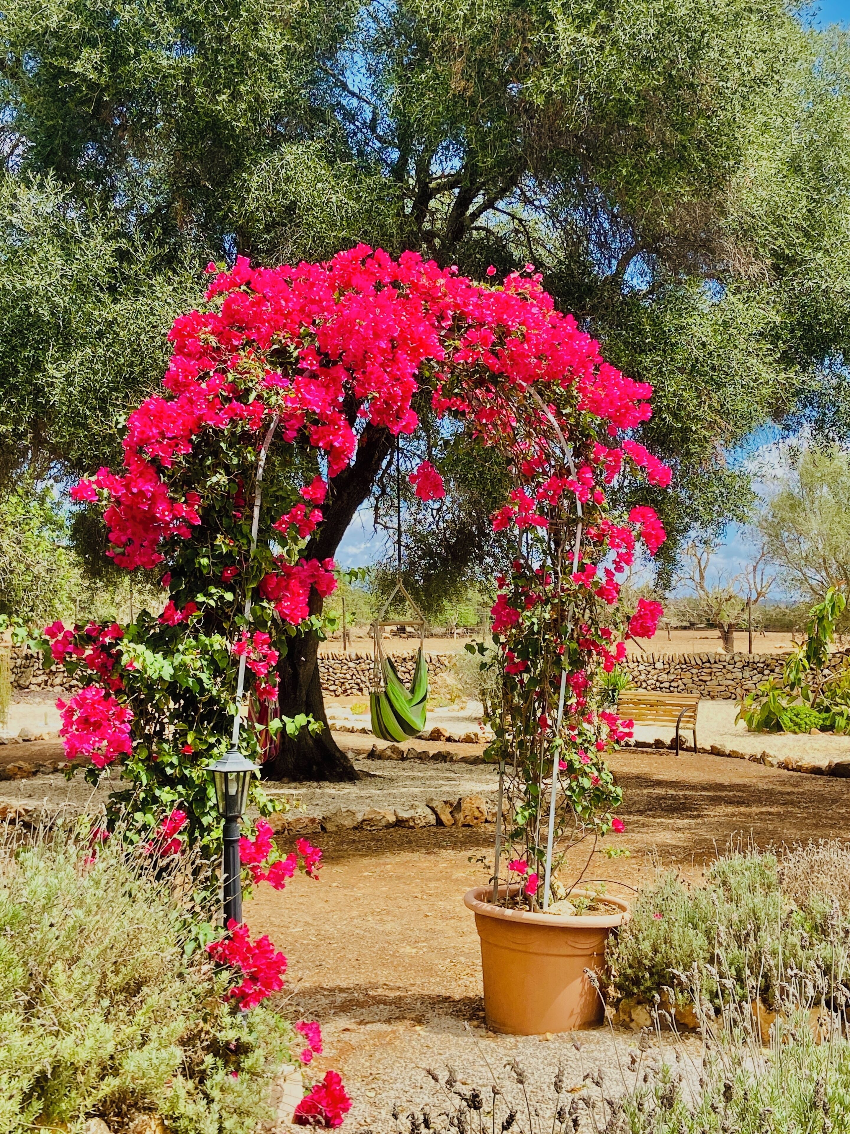 Photo - Finca Sa Canova Agroturismo