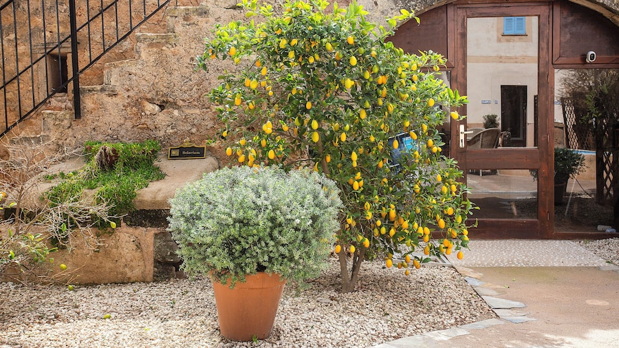 Finca Sa Canova Agroturismo