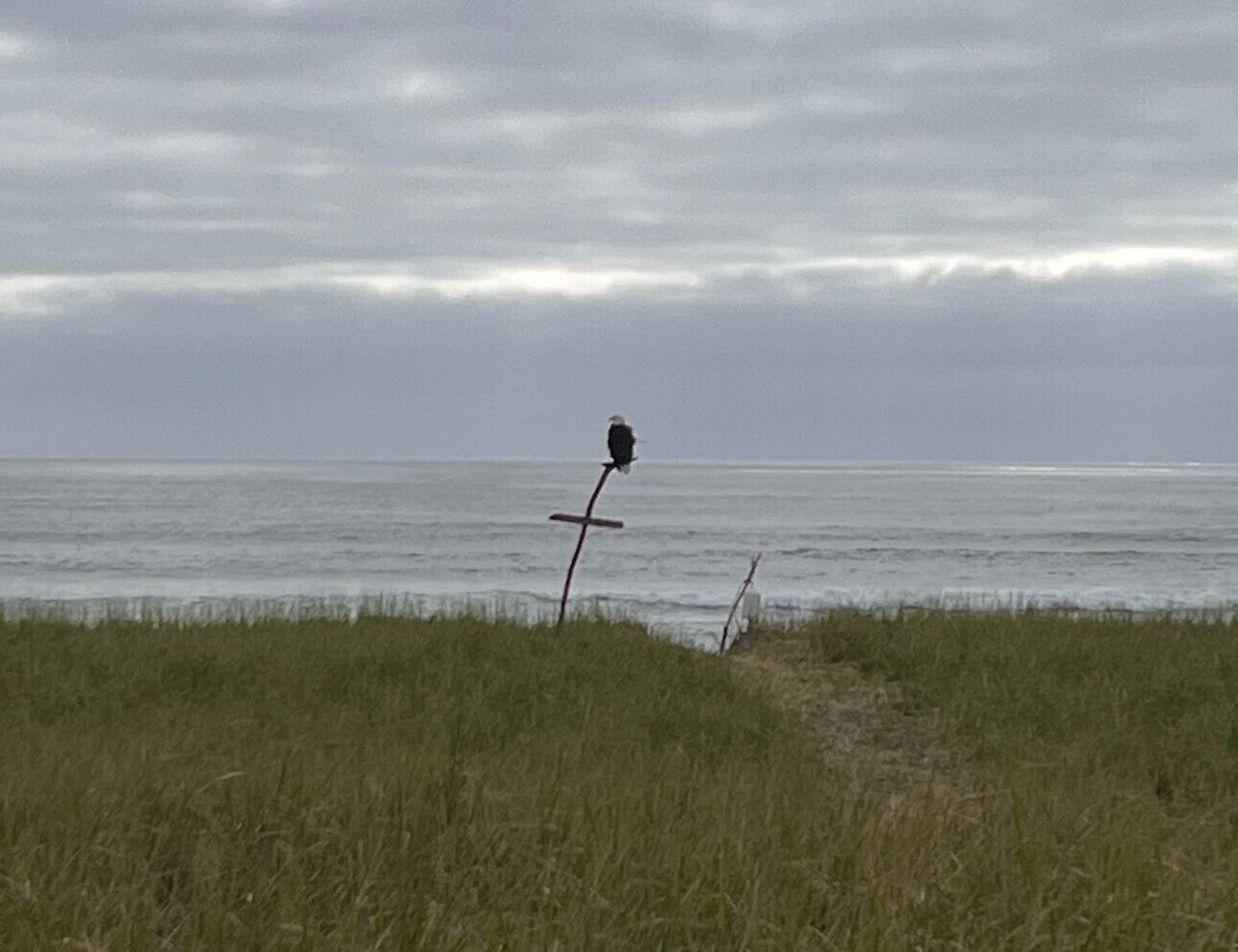 Ein Vogel sitzt auf einem Pfahl am Meer.