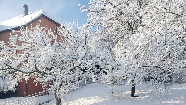 A snow-covered landscape with trees and a building. - Le gite à mamie (ORBEY)