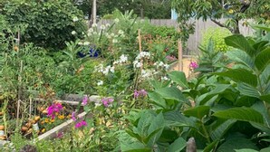 En trädgård med olika växter och blommor, ett trästaket och ett hus i bakgrunden.