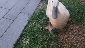 Tre anatre che camminano su un vialetto lastricato in una zona erbosa.