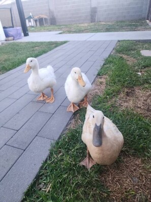 Three ducks walking on a paved path in a grassy area. - Upstairs studio on 13 st (Phoenix)