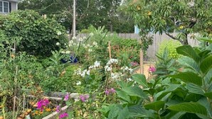 Ein Garten mit verschiedenen Pflanzen und Blumen, eine Holzlattenzaun und ein Haus im Hintergrund.