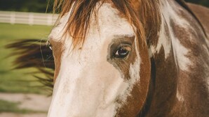 A close-up of a horse with a white face and brown body, standing in a grassy area with trees in the background. - Parkton Place Campsite #4 on farm with pond! (Parkton)