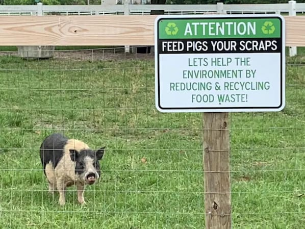 A pig behind a fence with a sign that reads 'ATTENTION FEED PIGS YOUR SCRAPS LETS HELP THE ENVIRONMENT BY REDUCING & RECYCLING FOOD WASTE!' - Parkton Place Campsite #4 on farm with pond! (Parkton)