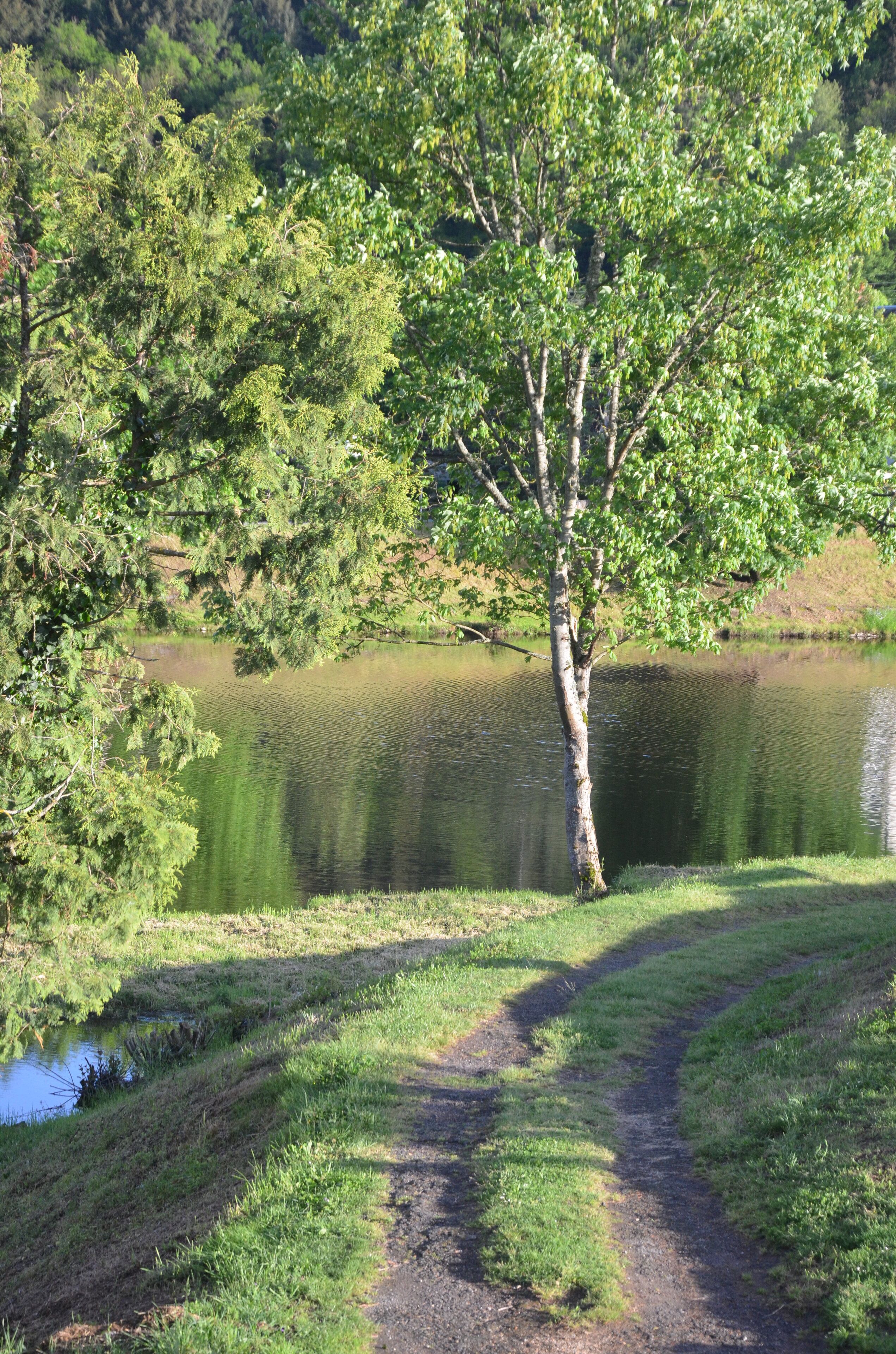 Un paisaje natural con un estanque, un árbol y un sendero de tierra.