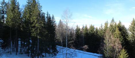 A snowy landscape with dense evergreen trees and a clear blue sky.