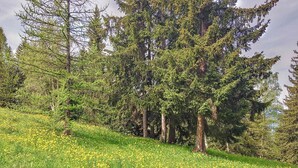 A forested hillside with a grassy area and yellow flowers.
