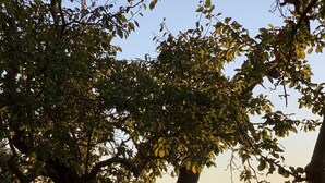 Un gazebo, una panchina e un prato erboso con alberi e uno specchio d'acqua sullo sfondo.