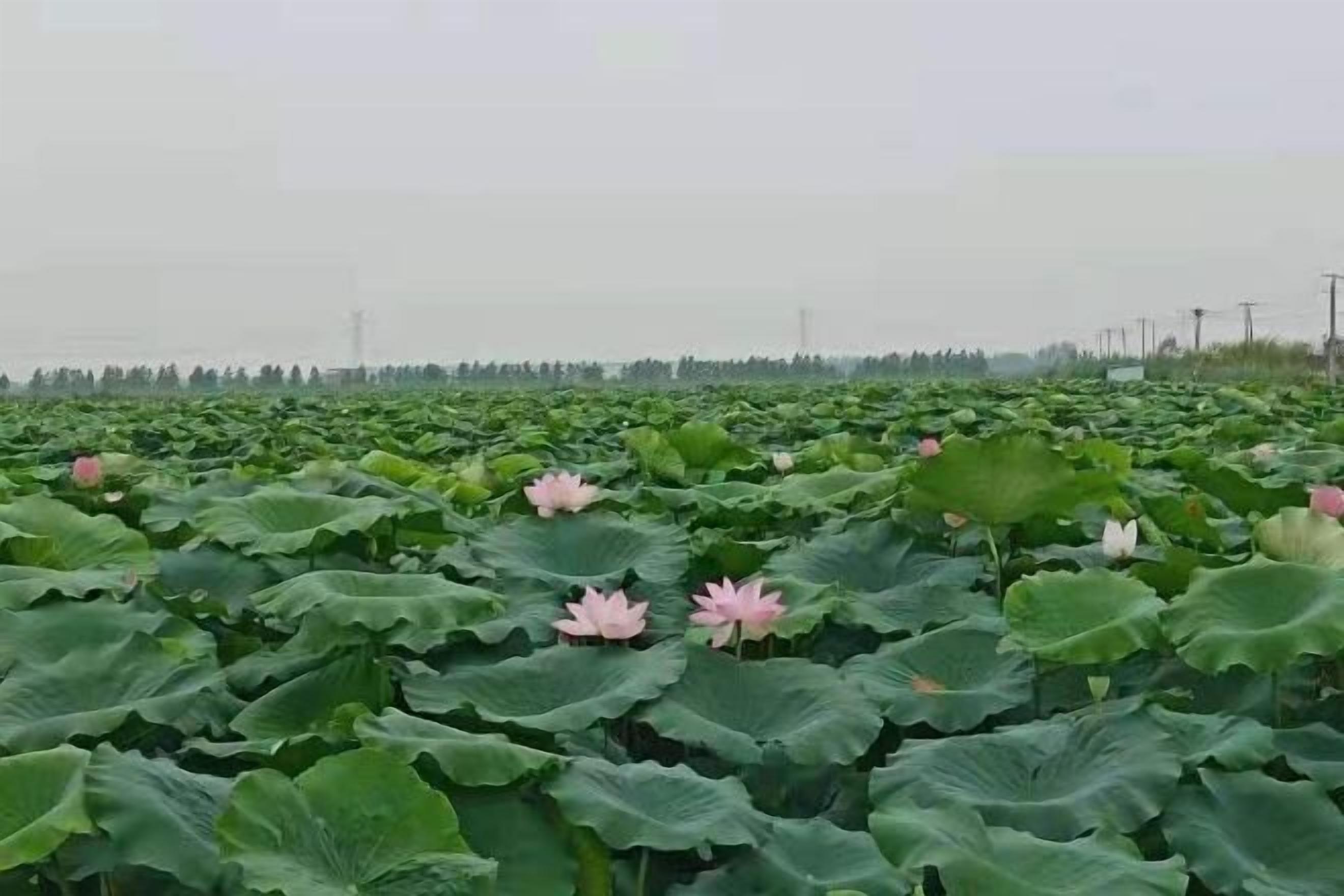 A large field of water lilies with some pink flowers in bloom.