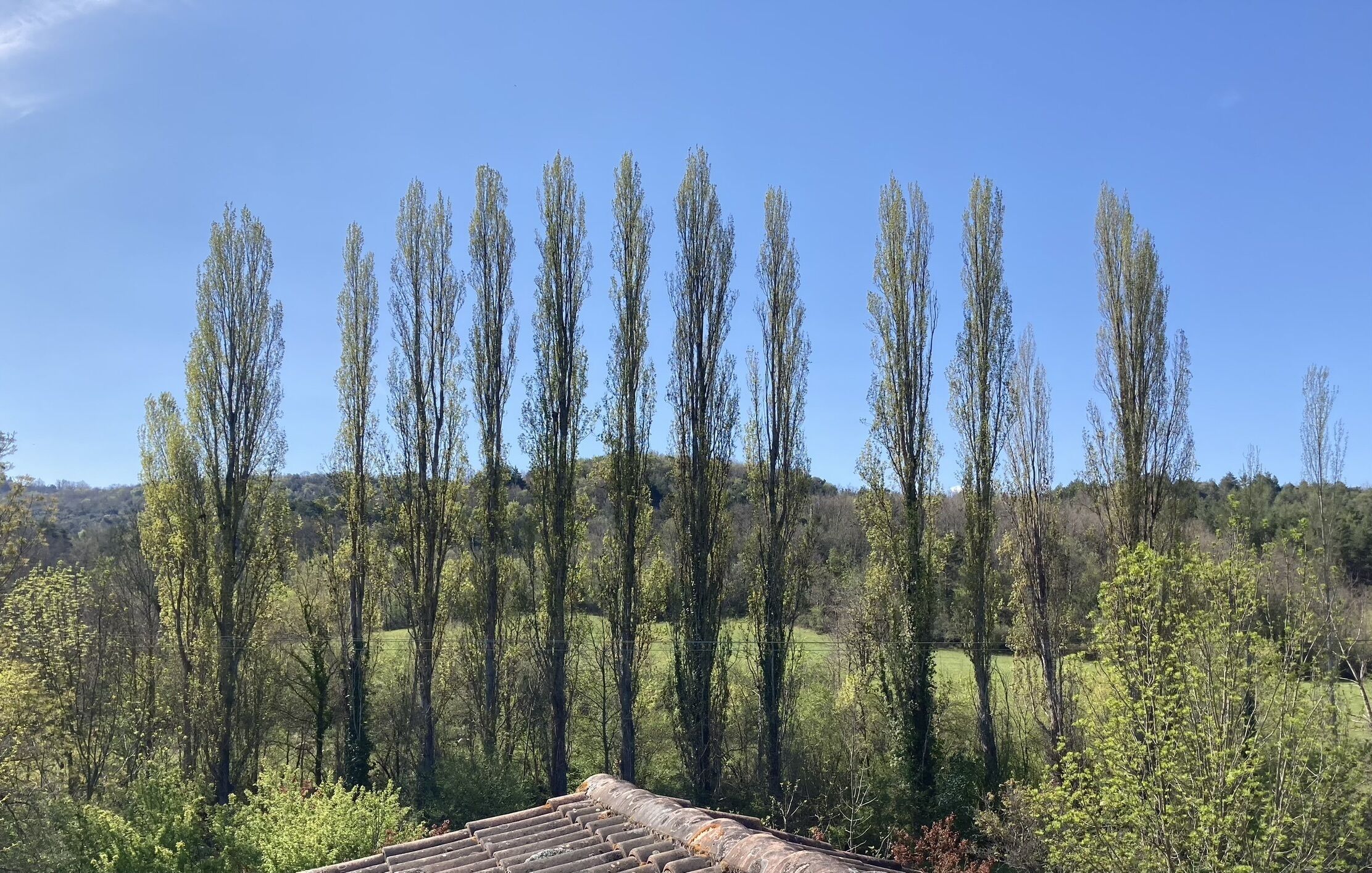 A view of tall trees and a building with a tiled roof.