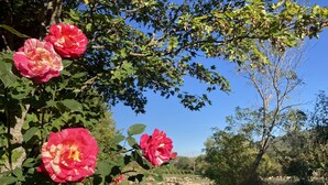 Un jardín con flores rosadas en flor y un cielo azul despejado.
