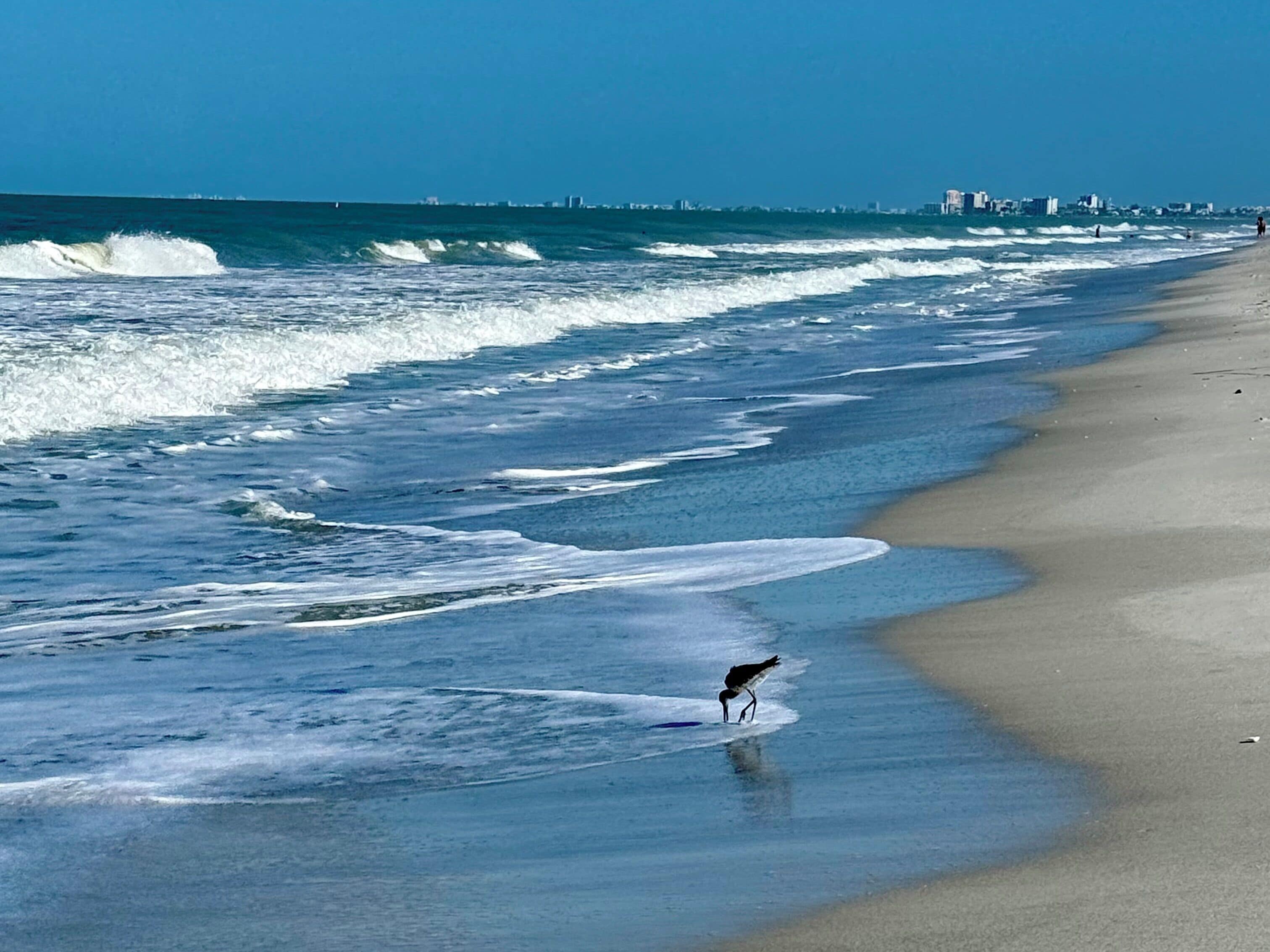 Una playa con olas, un ave y un horizonte lejano con el perfil de una ciudad.
