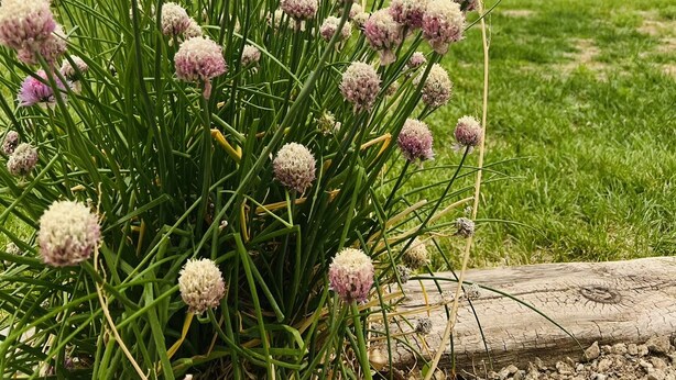 A garden with flowering plants and a mountainous backdrop. - Archie's Place: 20 minute's from the Great Sand Dunes (Blanca)