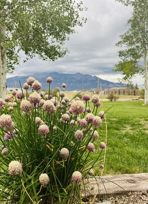 Um jardim com plantas floridas e montanhas ao fundo.