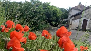 A rural setting with poppy flowers in the foreground and a stone building in the background. - Listed country house in Périgord between Sarlat, Lascaux and Rocamadour (Salignac-Eyvigues)