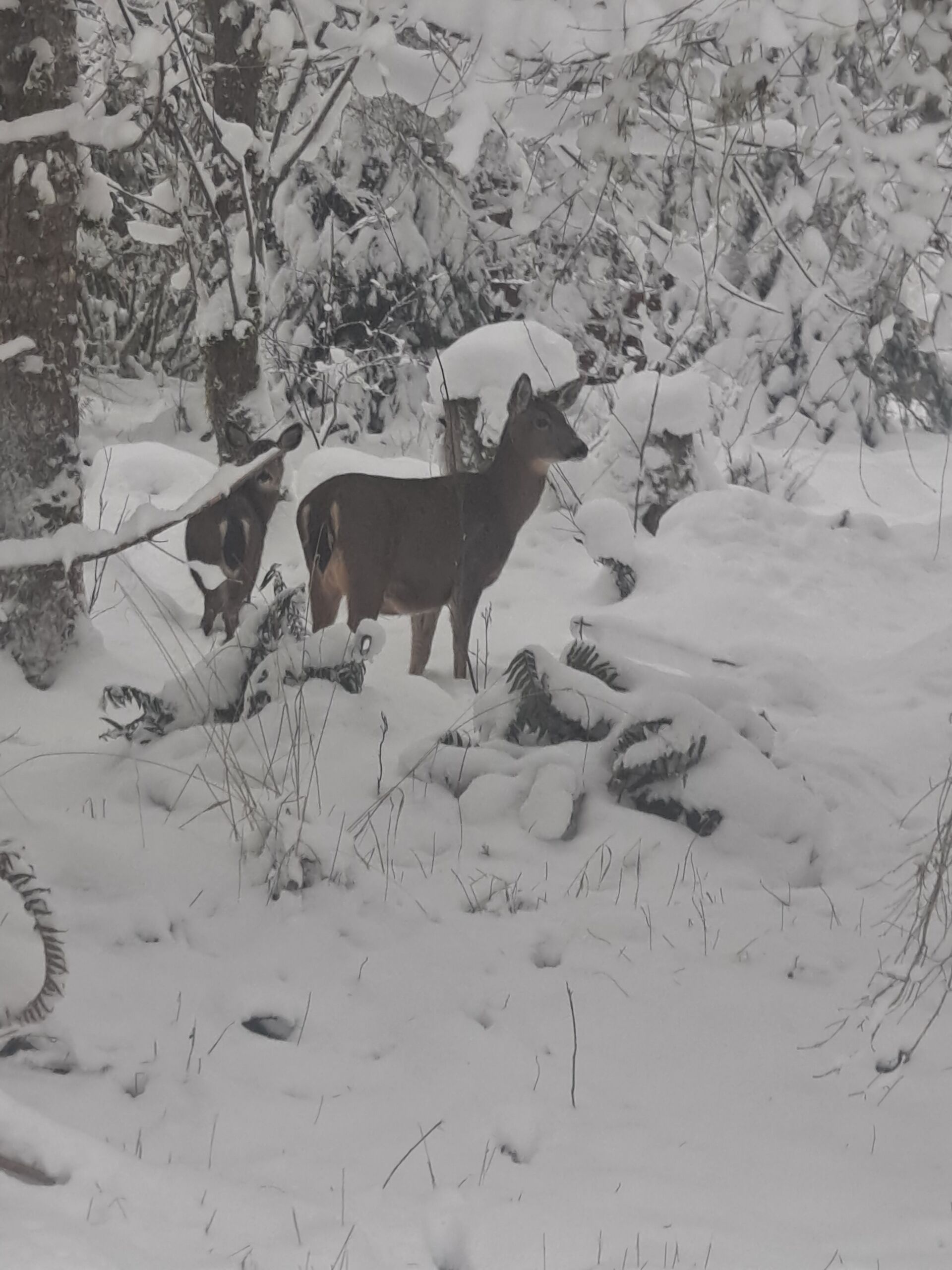 Un paysage enneigé où l’on voit deux cerfs se tenant au milieu des arbres et des buissons.