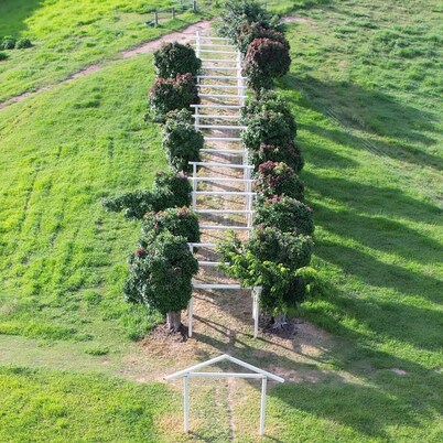 Kur Cow farm