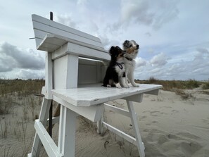 Dois cães sentados num banco de madeira branca na praia.