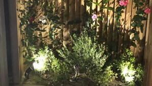 Ett trästaket med klätterväxter och blommor, upplyst av lampor.