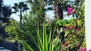 A garden with various plants and flowers, including pink bougainvillea and green foliage. - Urla Bella  (Urla)