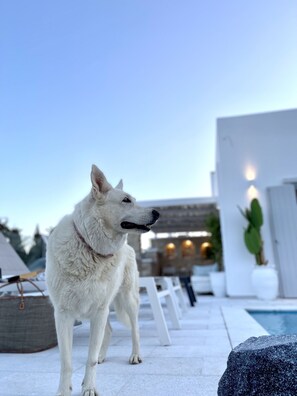 Terrace/patio - Sunsenses villa Dione (Πίσω Λιβάδι)