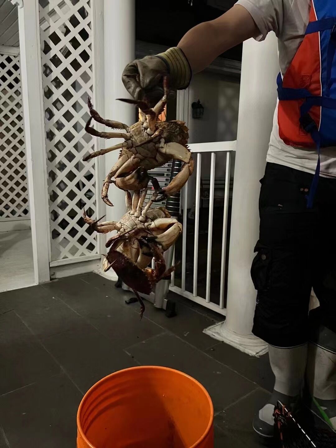 En person holder en stor krabbe med mange ben, stående ved siden af en hvid gitterkonstruktion og en orange spand.