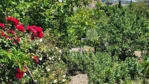A garden with various plants and flowers, a dirt path, and a distant view of buildings. -  Large ecohome a Tricarico near Matera, with kitchen,parking, green (Tricarico)