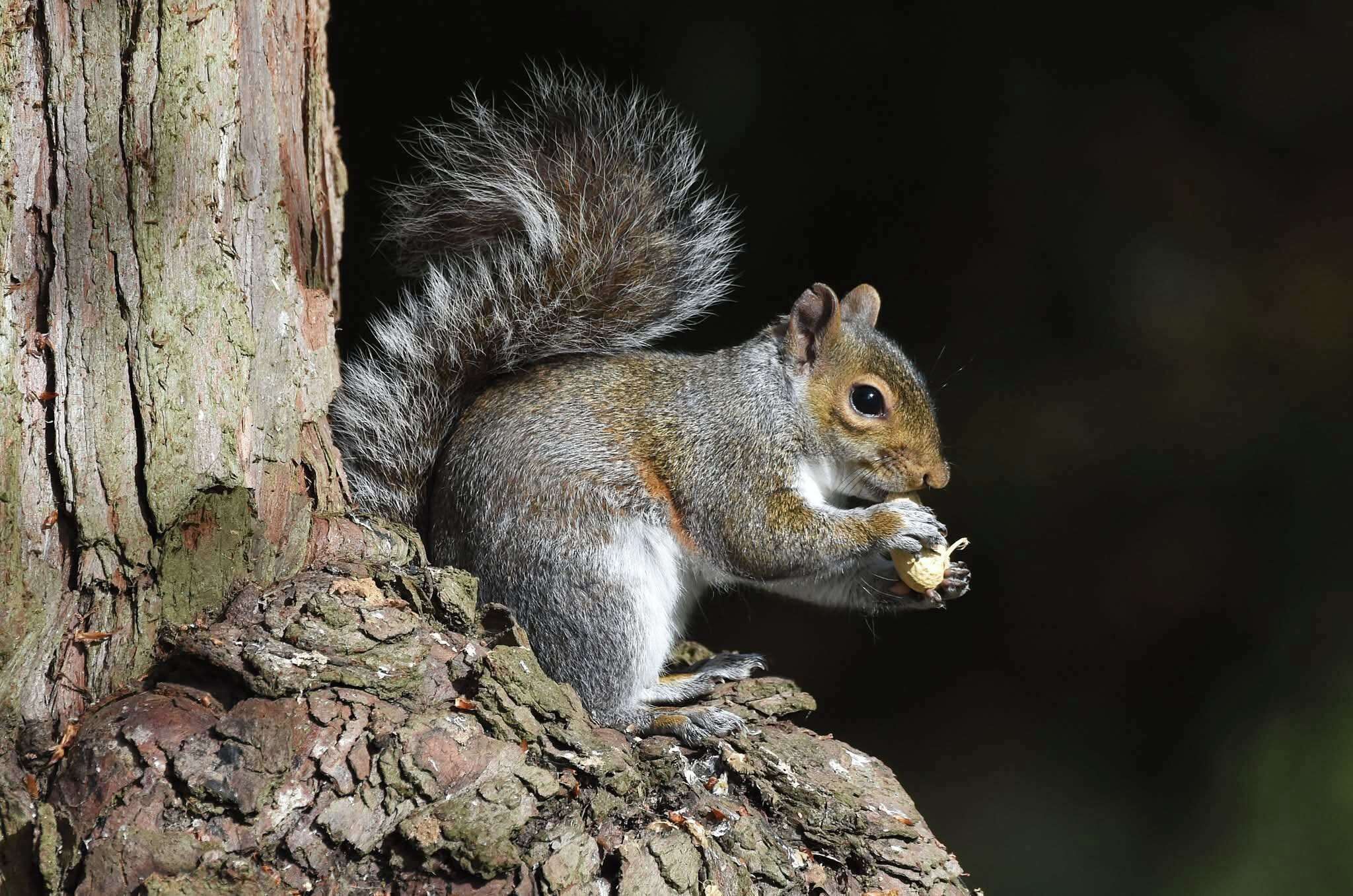 A squirrel perched on a tree trunk.