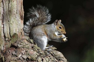 Una ardilla posada sobre el tronco de un árbol.