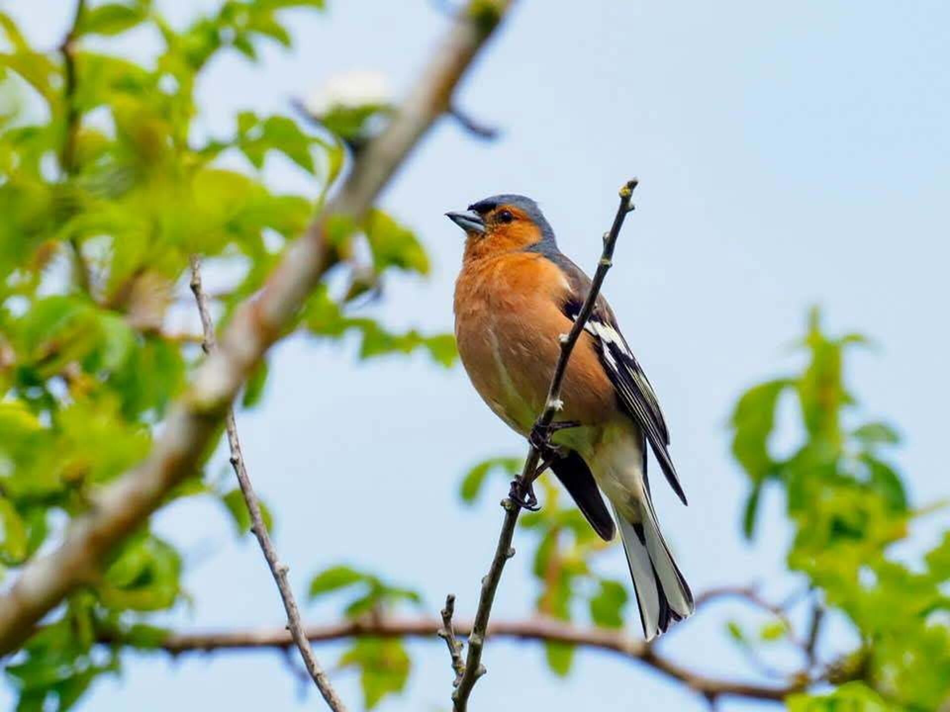 A bird perched on a branch.