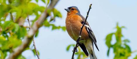 A bird perched on a branch.