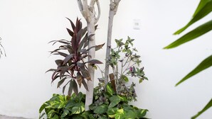 Un árbol pequeño de corteza blanca y hojas verdes en una esquina, rodeado de diversas plantas verdes.