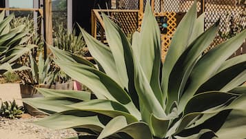 Una planta de agave grande en un jardín con una estructura de madera y un toldo amarillo al fondo.