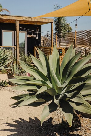 A large agave plant in a garden area with a wooden structure and a yellow canopy in the background. - VALLE LIFE (Valle de Guadalupe)