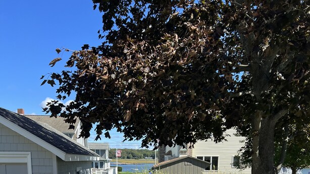A wooden deck with outdoor furniture, a white fence, and a tree providing shade. - The beach is waiting. (East Lyme)