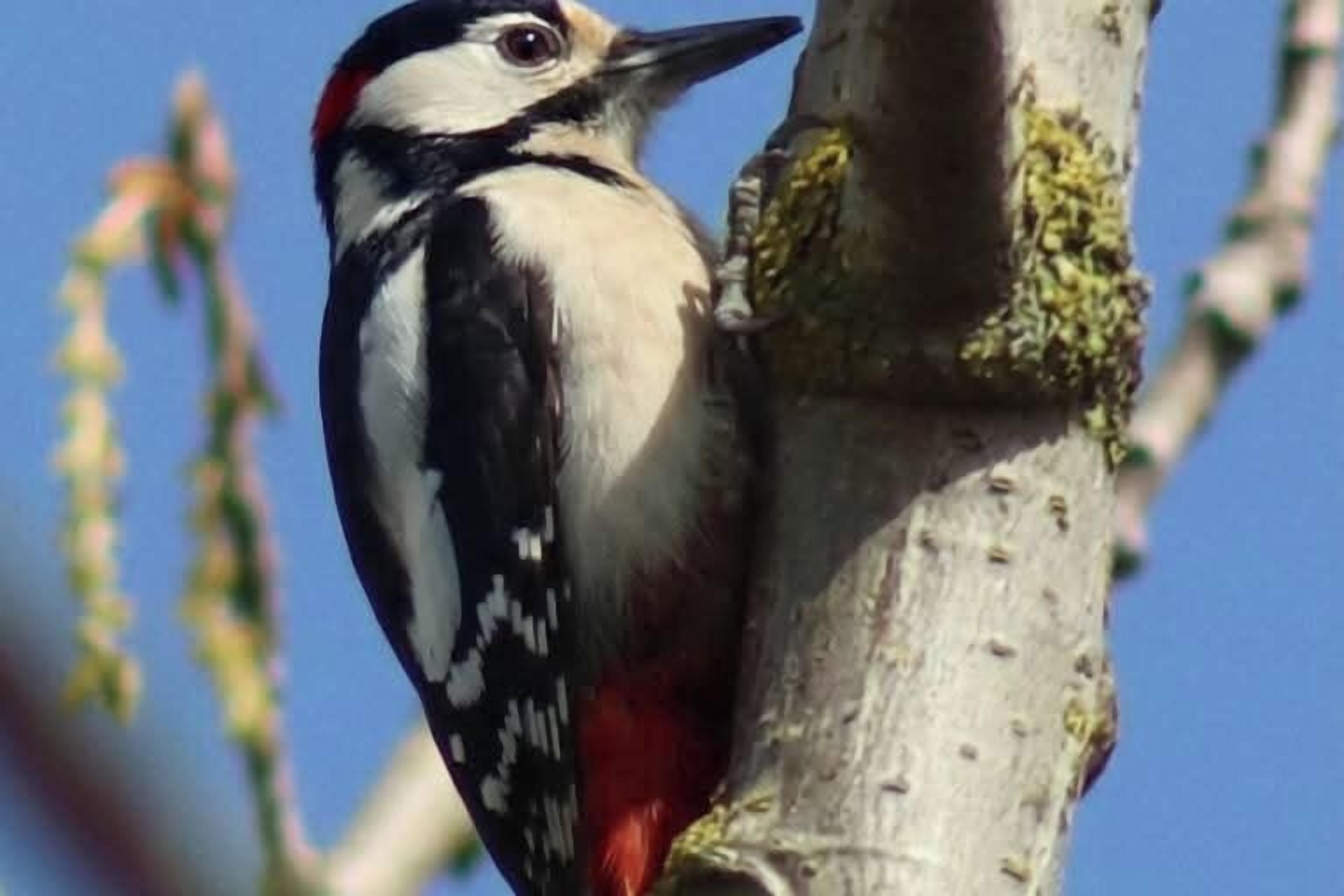 Un oiseau était perché sur une branche d’arbre.