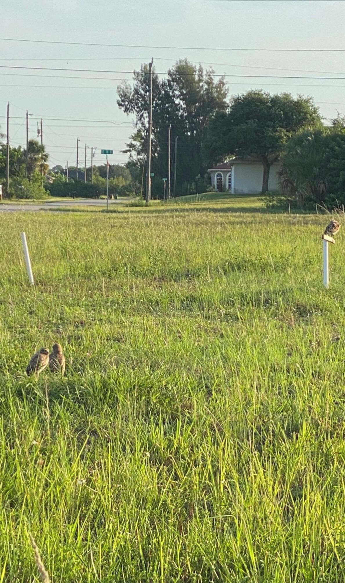 A grassy field with two birds, a utility pole, and a building in the background.
