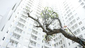 Un edificio de varios pisos con balcones y un árbol en primer plano.