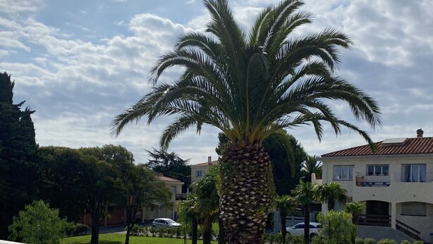 Un balcón con baranda de vidrio que da a un césped cuidado con palmeras y un edificio al fondo.
