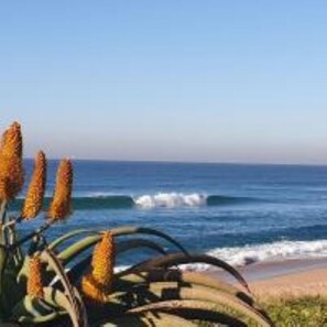 A coastal view with a plant in the foreground and the ocean in the background.