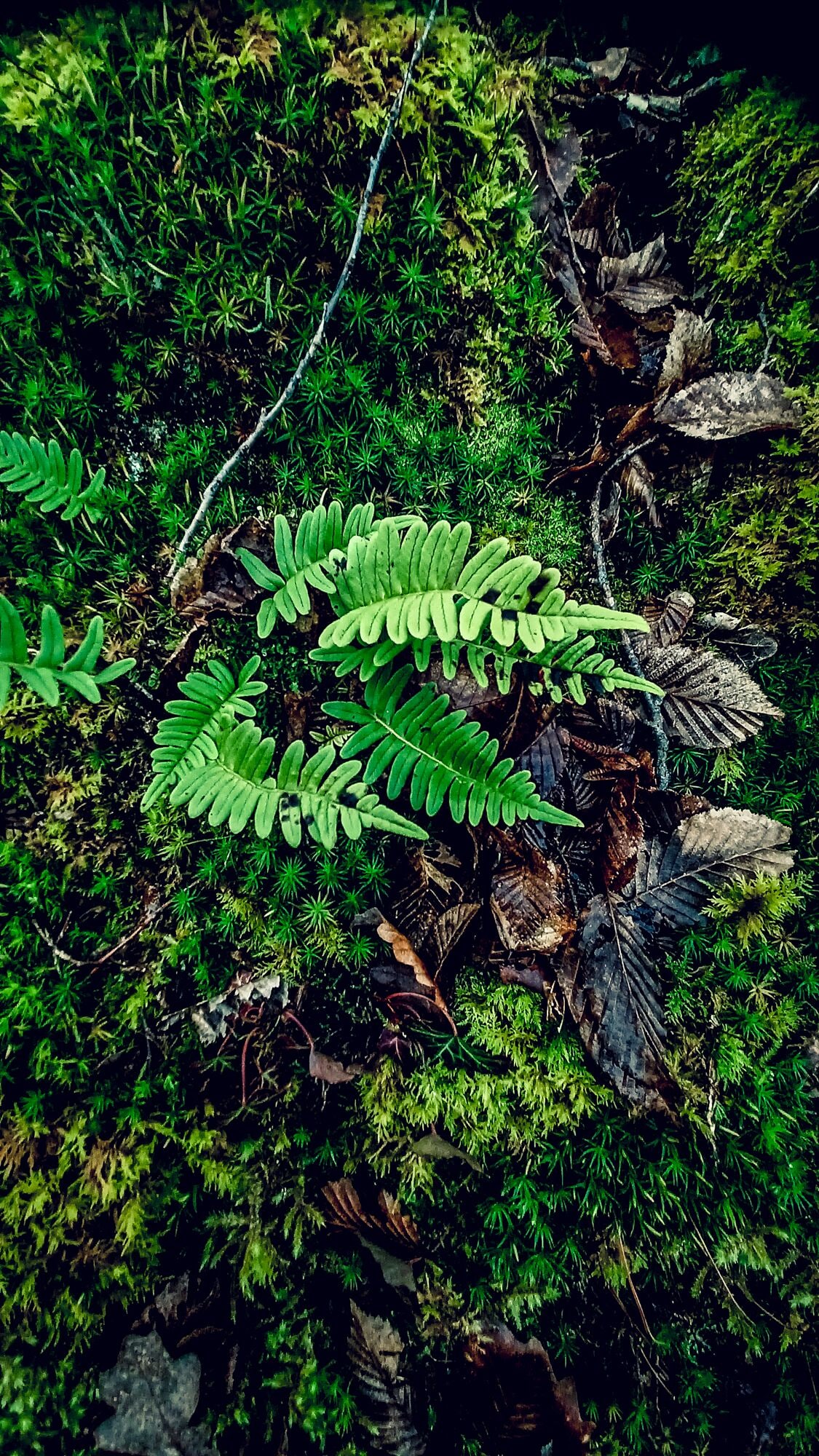 A fern plant with broad leaves growing among moss and fallen leaves on the forest floor.
