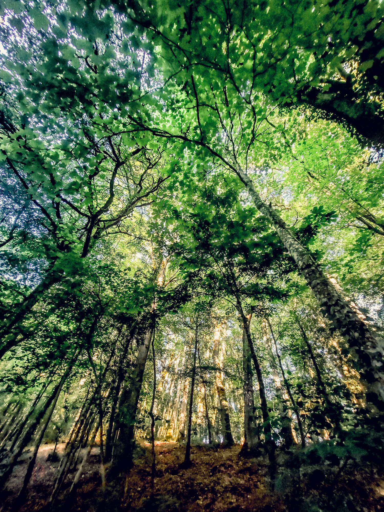 Una fitta foresta con alberi alti e luce del sole che filtra tra le foglie.