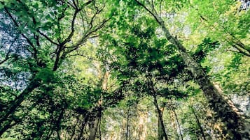 Una fitta foresta con alberi alti e luce del sole che filtra tra le foglie.