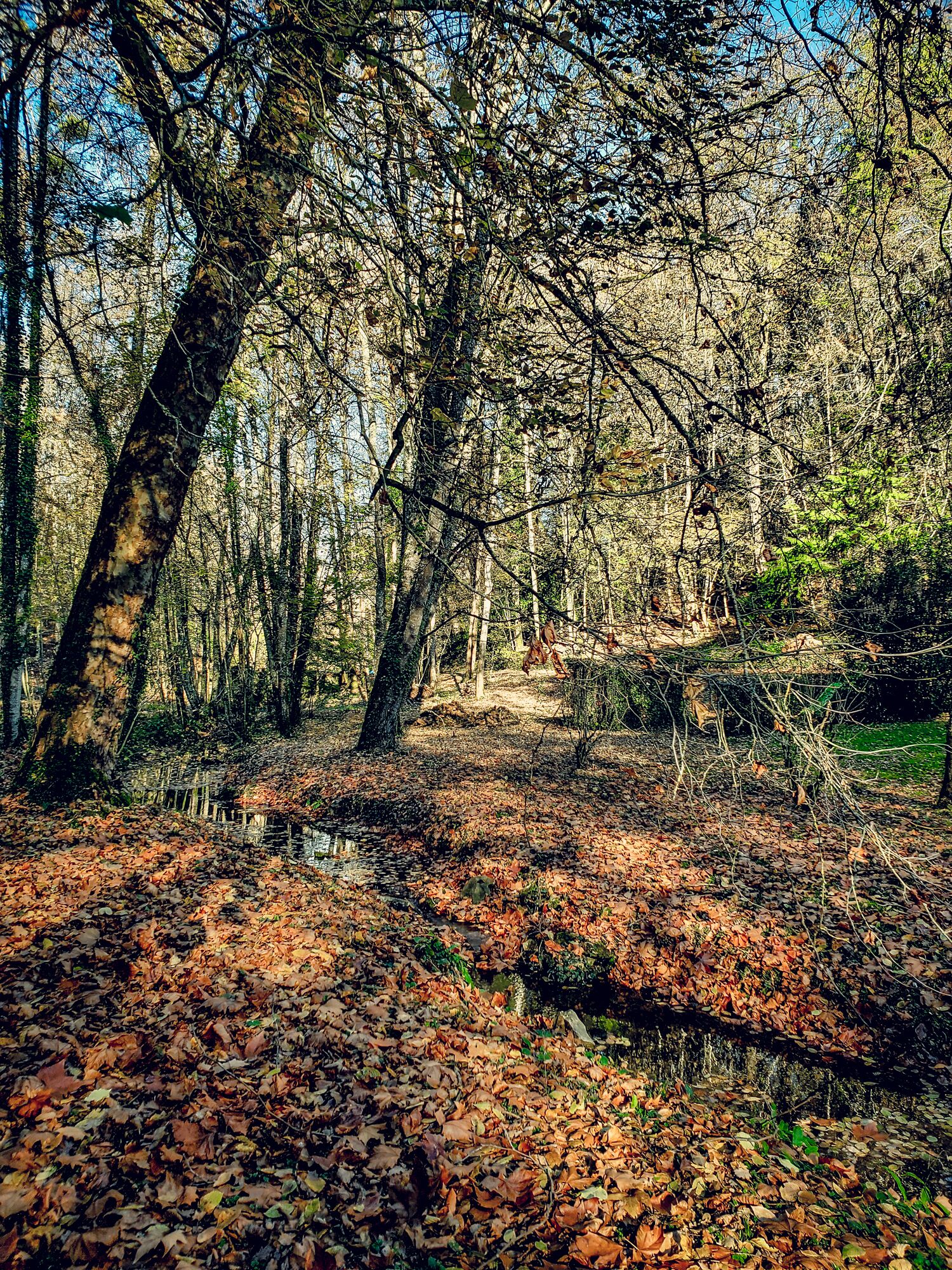 A forested area with a dirt path and a small stream.