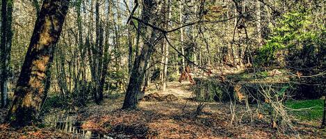 A forested area with a dirt path and a small stream.