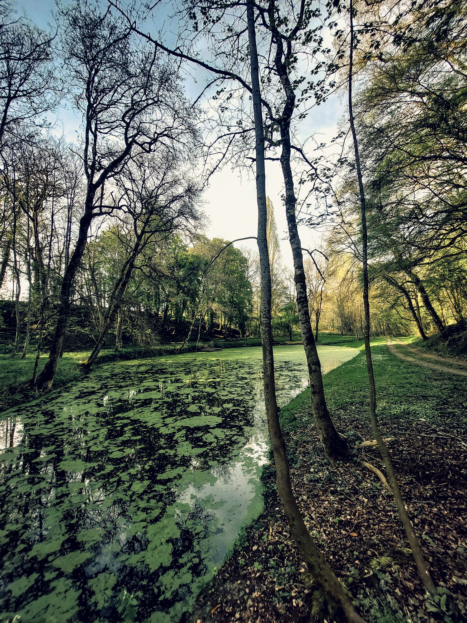 Un paysage naturel avec un étang, des arbres et un sentier.