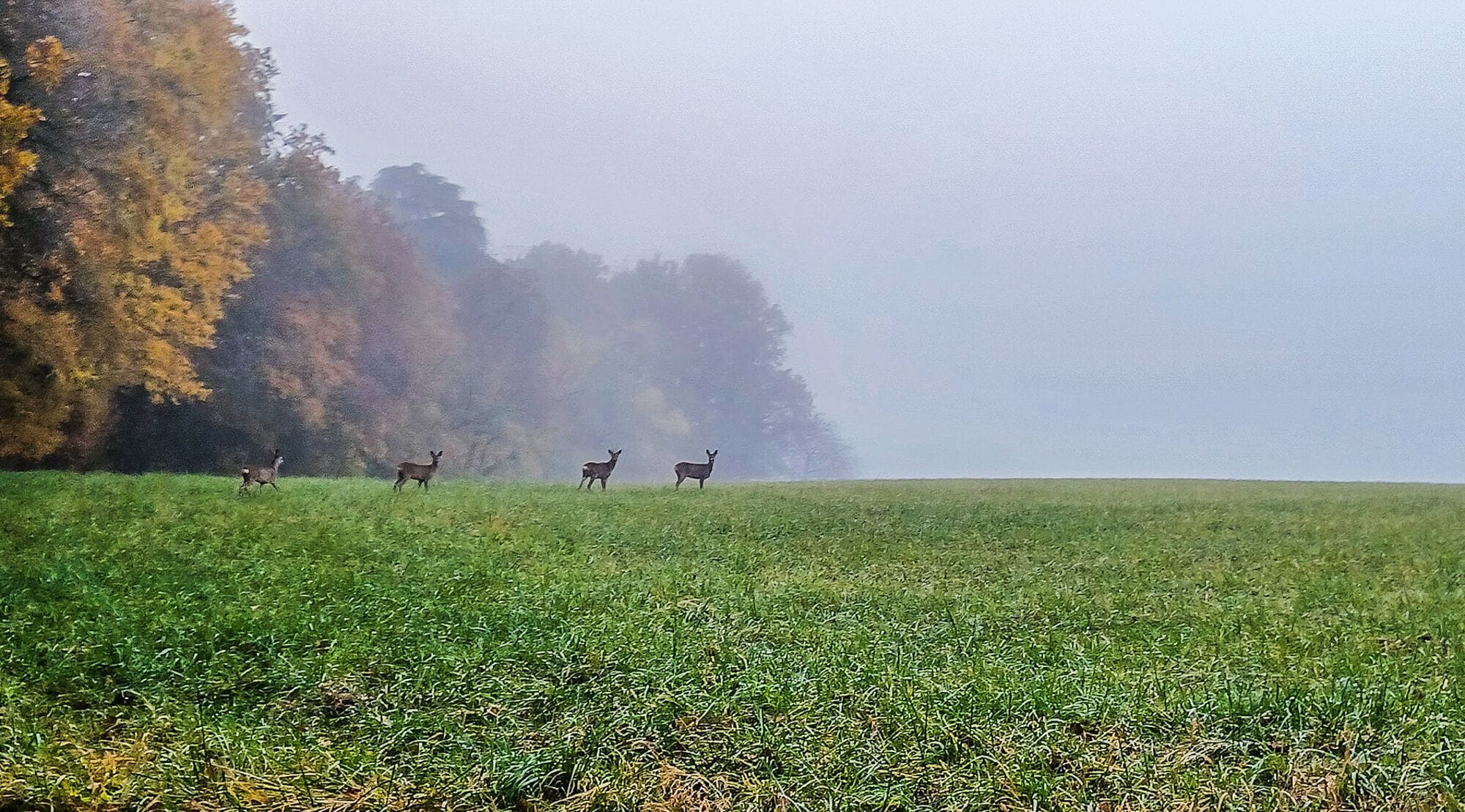 Ein nebliges Feld mit grasenden Hirschen, umgeben von Bäumen mit Herbstlaub.