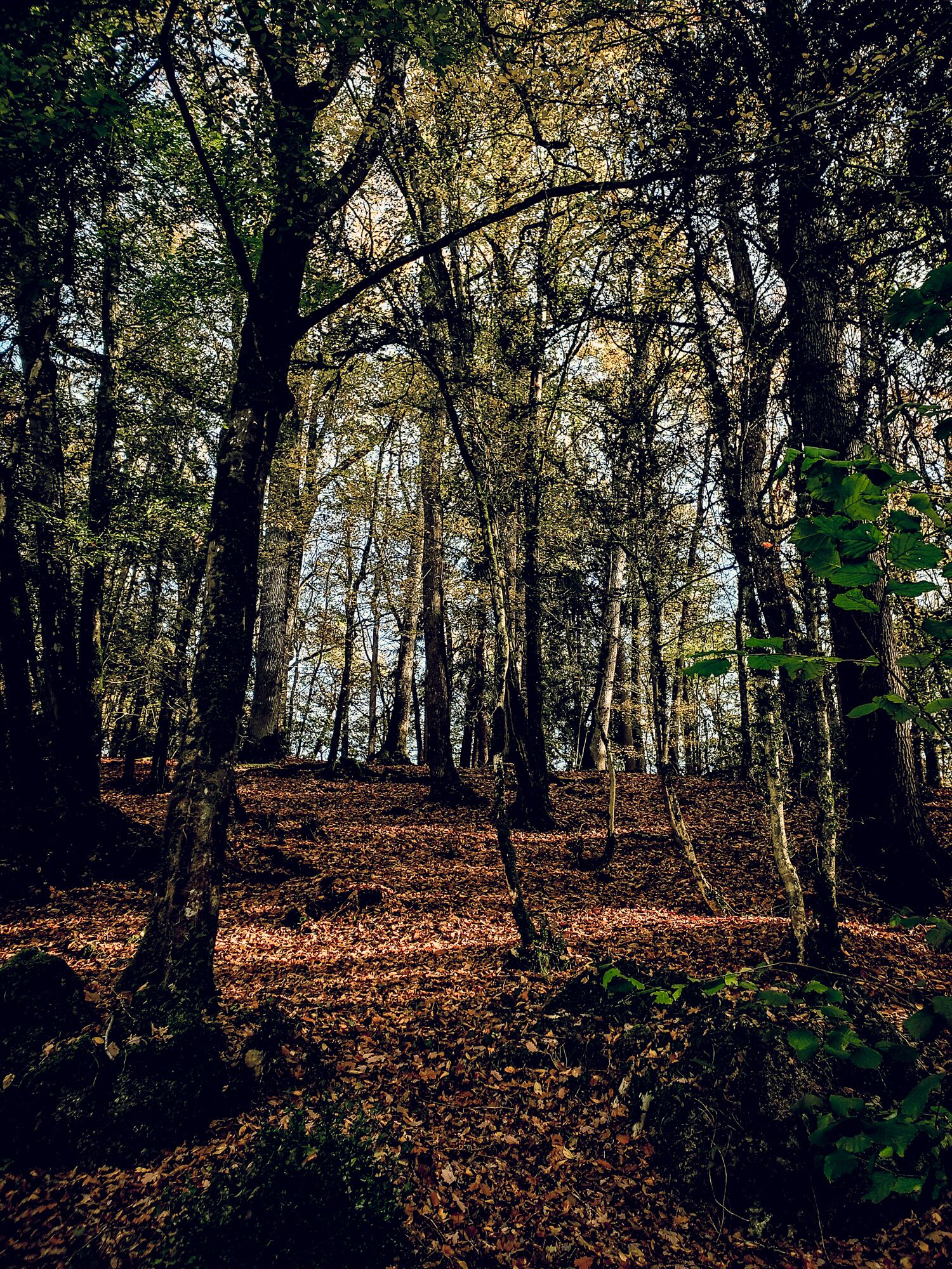 Un bosque denso con árboles altos y el suelo cubierto de hojas caídas.